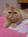 Persian cat